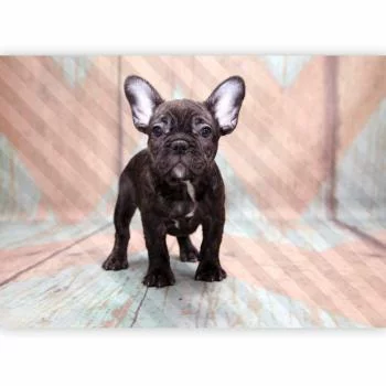 Fototapeta - Buldog francuski - obrazek 5