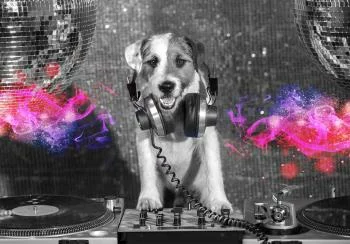 Fototapeta - Pies DJ - obrazek 6