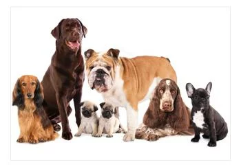 Fototapeta wodoodporna - Portret zwierząt - psy z brązowym labradorem w centrum na białym tle - obrazek 2