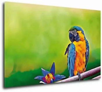 Obraz kolorowa papuga