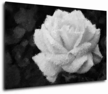 Obraz na ścianę - biała róża