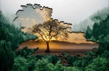 Fototapeta na wymiar - widok na las - obrazek 2