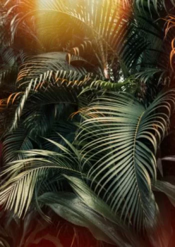 Plakat w ramie - głęboki ciemny las palmowy - obrazek 2