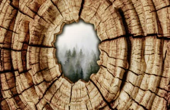 Fototapeta 3D dziupla - obrazek 2