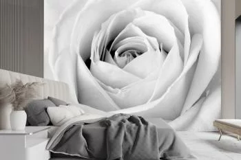 Fototapeta, Biała róża zbliżenie na pąk
