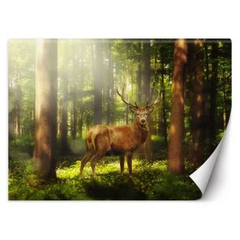 Fototapeta, Jeleń w lesie - obrazek 2
