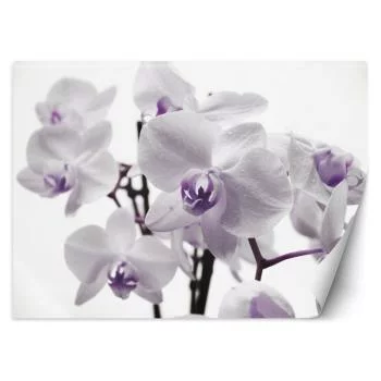 Fototapeta, Kwitnąca orchidea - obrazek 2