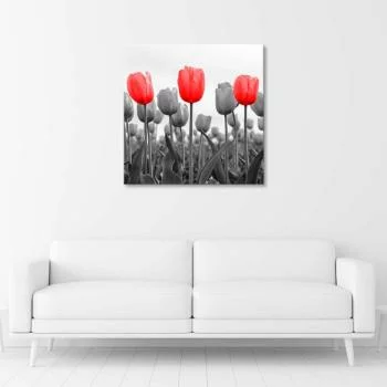 Obraz na płótnie, Czerwone tulipany na łące