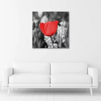 Obraz na płótnie, Czerwony tulipan na łące