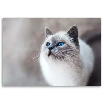 Obraz na płótnie, Kot syberyjski - obrazek 3