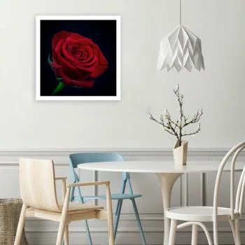 Obraz na płótnie, Czerwona róża w ciemności