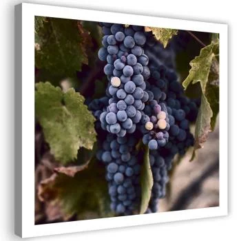 Obraz na płótnie, Ciemne winogrona - obrazek 2