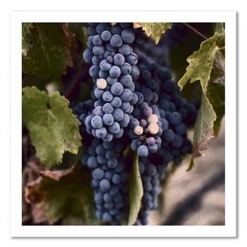 Obraz na płótnie, Ciemne winogrona - obrazek 3