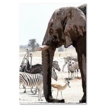 Obraz na płótnie, Zwierzęta na sawannie - słoń zebry strusie antylopy - obrazek 3