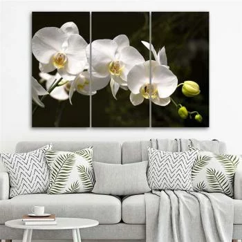 Obraz trzyczęściowy na płótnie, Biała orchidea
