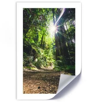 Plakat, Ścieżka w gęstym lesie - obrazek 2