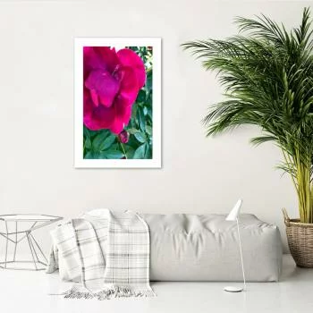 Plakat, Różowa piwonia