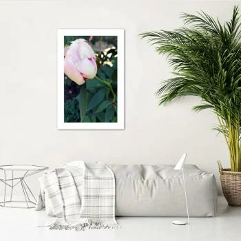 Plakat, Biała piwonia