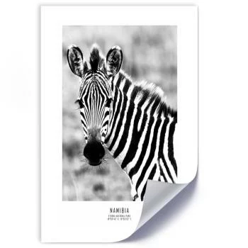 Plakat, Ciekawska zebra - obrazek 2