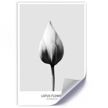 Plakat, Biały pączek lotosu - obrazek 2