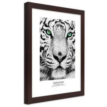 Obraz w ramie, Biały tygrys - obrazek 2