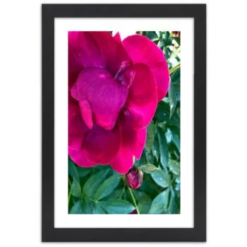 Obraz w ramie, Różowy duży kwiat - obrazek 3