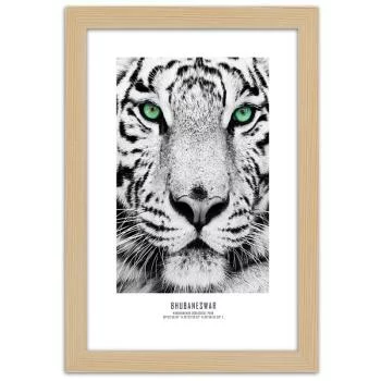 Obraz w ramie, Biały tygrys - obrazek 3