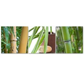 Zestaw obrazów Deco Panel, Bambusy Zen - obrazek 3