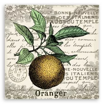 Obraz Deco Panel, Pomarańcza vintage - obrazek 3