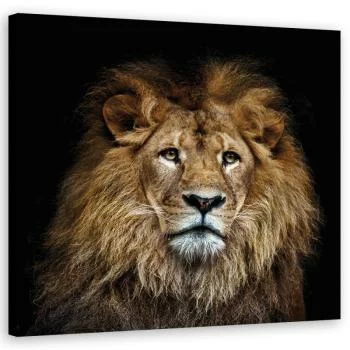 Obraz na płótnie, Majestatyczny lew - obrazek 2