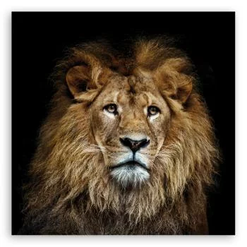 Obraz na płótnie, Majestatyczny lew - obrazek 3