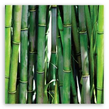 Obraz Deco Panel, Zielone bambusy - obrazek 3