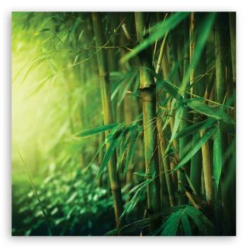 Obraz Deco Panel, Bambus w dżungli - obrazek 3
