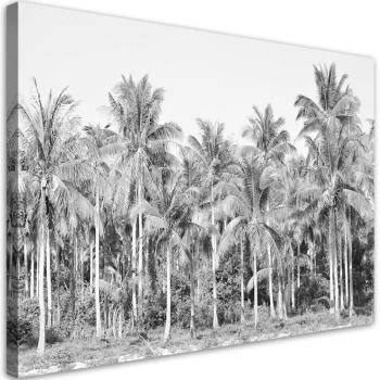 Obraz na płótnie, Czarno białe palmy w dżungli - obrazek 2