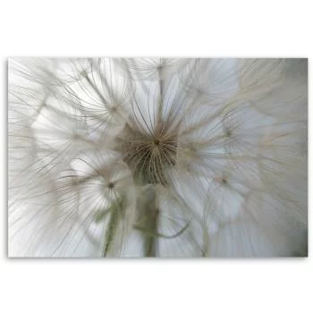 Obraz Deco Panel, Dmuchawiec w skali makro - obrazek 3