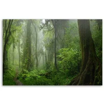 Obraz na płótnie, Tropikalny las dżungla - obrazek 3