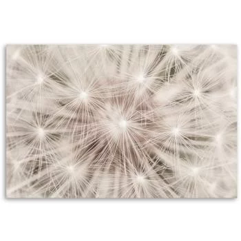 Obraz Deco Panel, Dmuchawiec kwiaty natura makro - obrazek 3