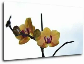 Obraz Żółta Orchidea "storczyk" 110x60