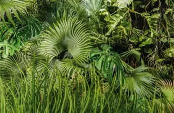 Fototapeta 3D - zarośnięta dżungla - obrazek 2