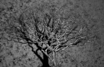 Fototapeta 3D - ostry cień drzewa - obrazek 2
