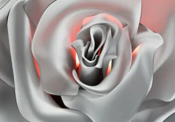 Fototapeta na wymiar - świetlista roża