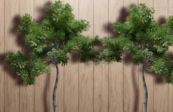 Fototapeta 3D - cień drzew