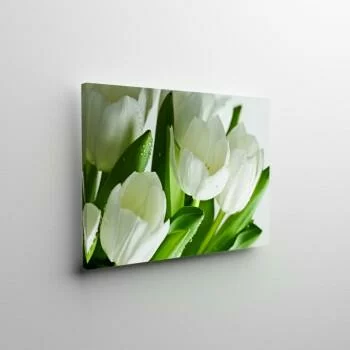 Obraz podświetlany LED - białe tulipany