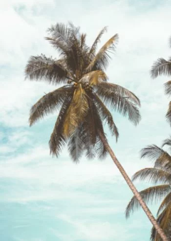 Plakat w ramie - tropikalna palma i niebieskie niebo - obrazek 2