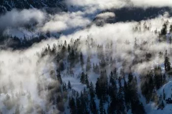 Fototapeta Las We Mgle - obrazek 2