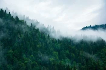 Fototapeta Las We Mgle - obrazek 2