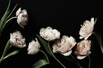 Fototapeta Peonie I Zielone Liście - obrazek 2