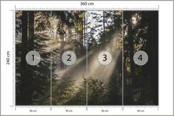 Fototapeta - Promienie Słońca Przenikające przez Las - obrazek 3