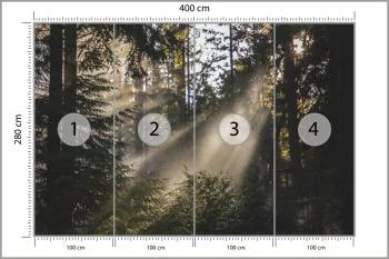 Fototapeta - Promienie Słońca Przenikające przez Las - obrazek 3