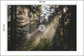 Fototapeta - Promienie Słońca Przenikające przez Las - obrazek 3